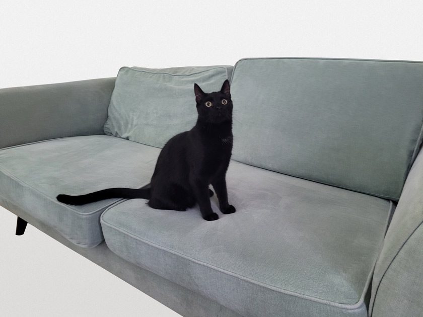 cat sofa foam replacement